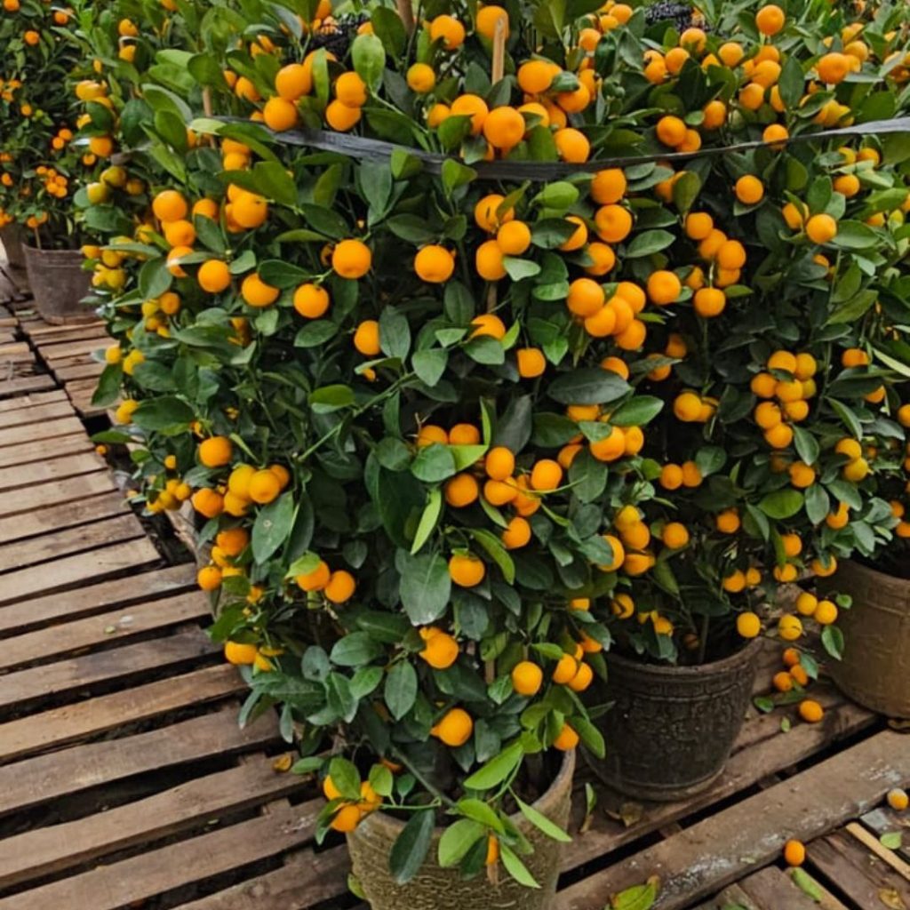 Jeruk Imlek Jakarta Barat