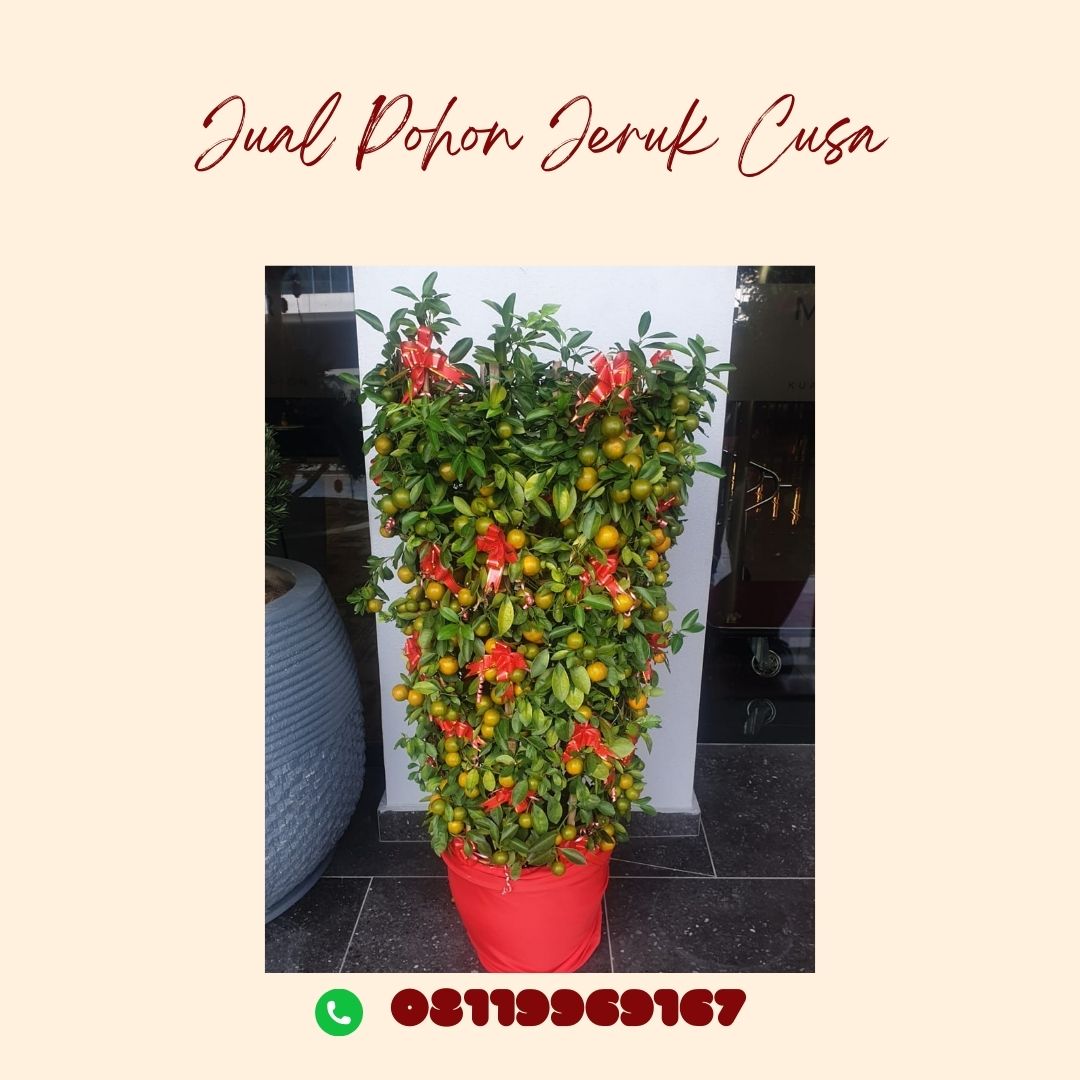 Jual Pohon Jeruk Cusa