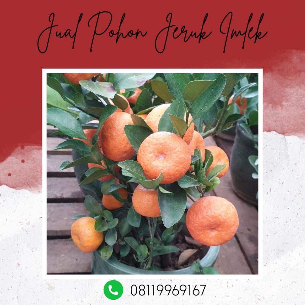 Jual Pohon Jeruk Imlek