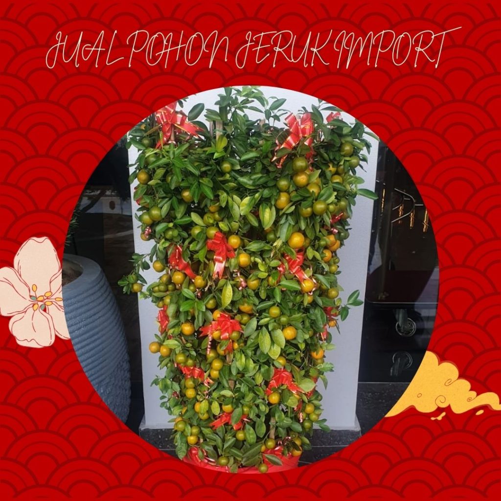Jual Pohon Jeruk Import
