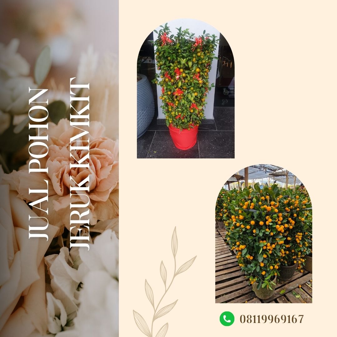 Jual Pohon Jeruk Kimkit