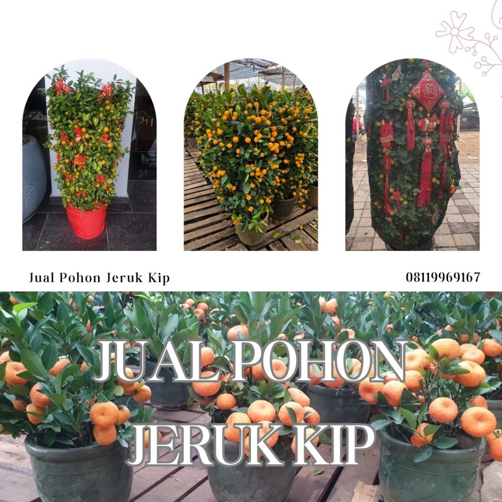 Jual Pohon Jeruk Kip