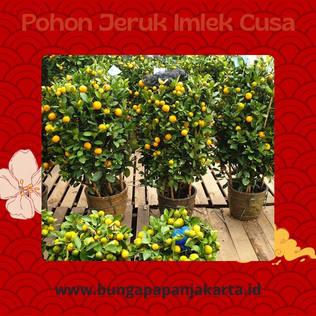 Pohon Jeruk Imlek Cusa