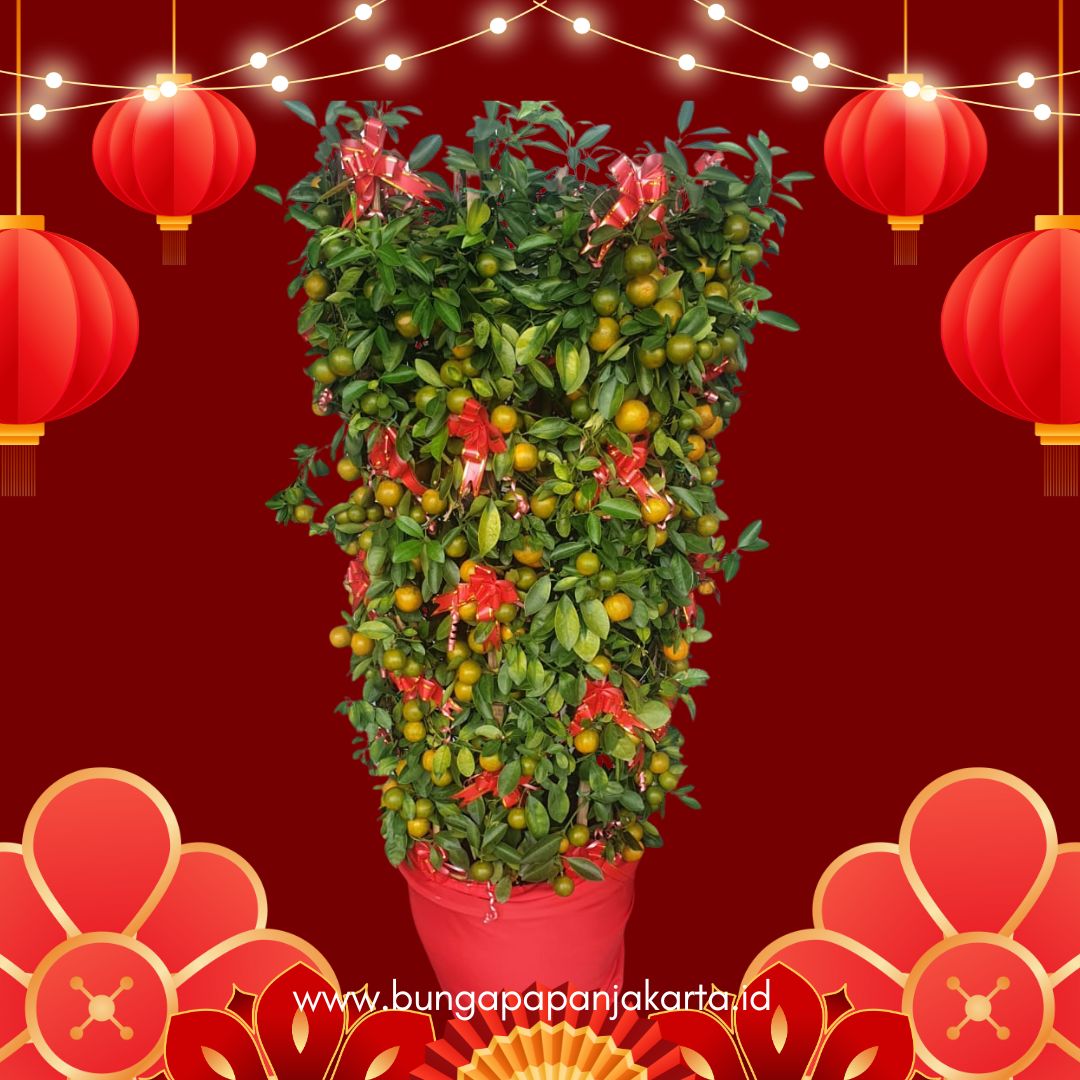 Pohon Jeruk Imlek Jakarta