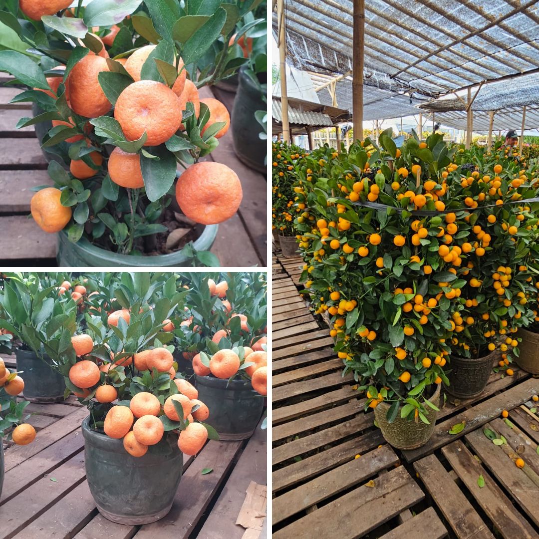 Pohon Jeruk Imlek Jumbo