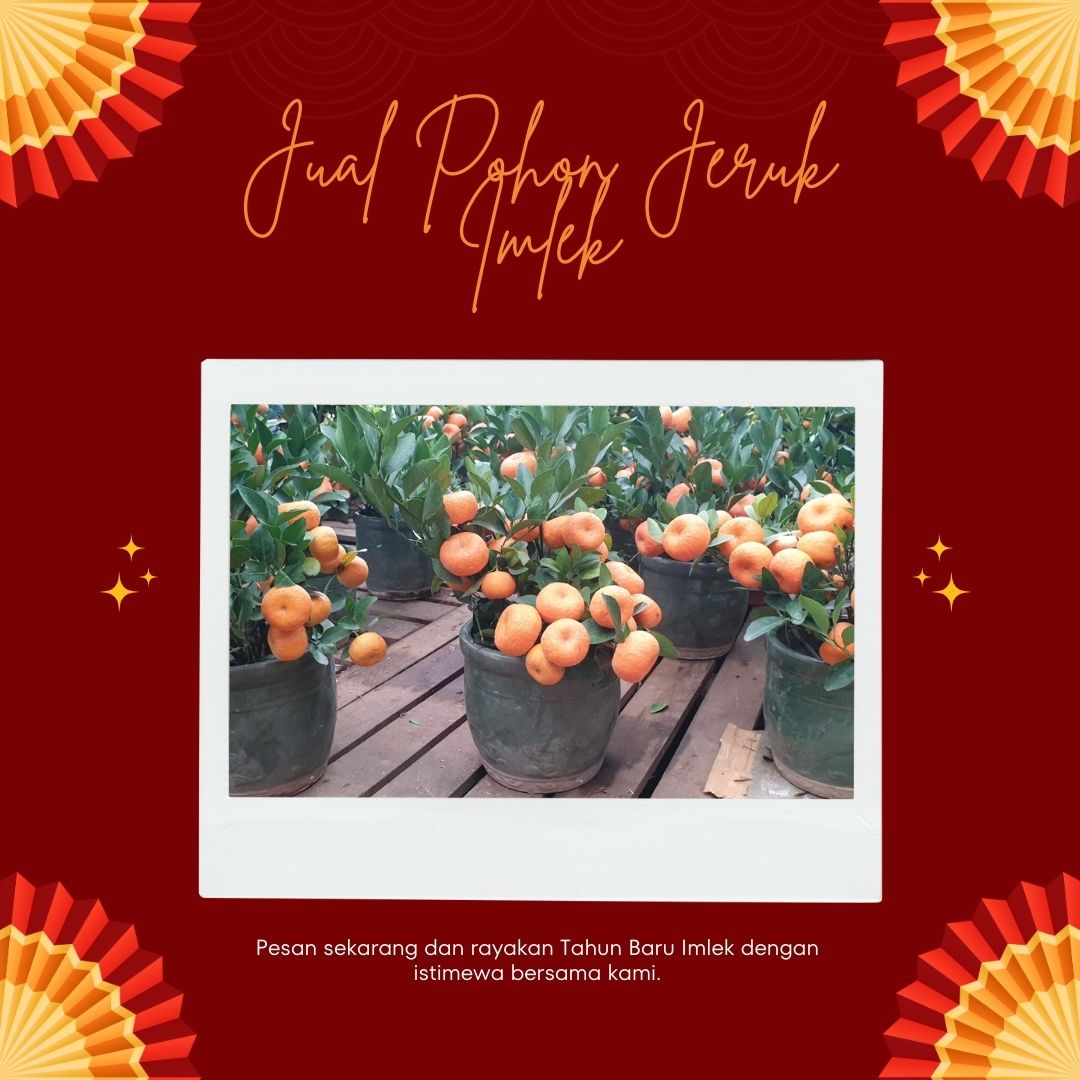 Pohon Jeruk Imlek Kecil