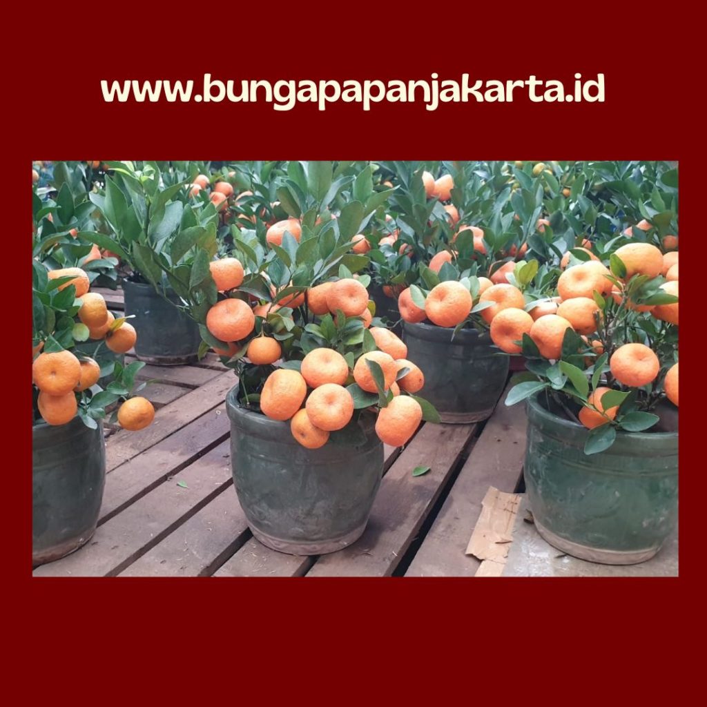 Pohon Jeruk Imlek Kip