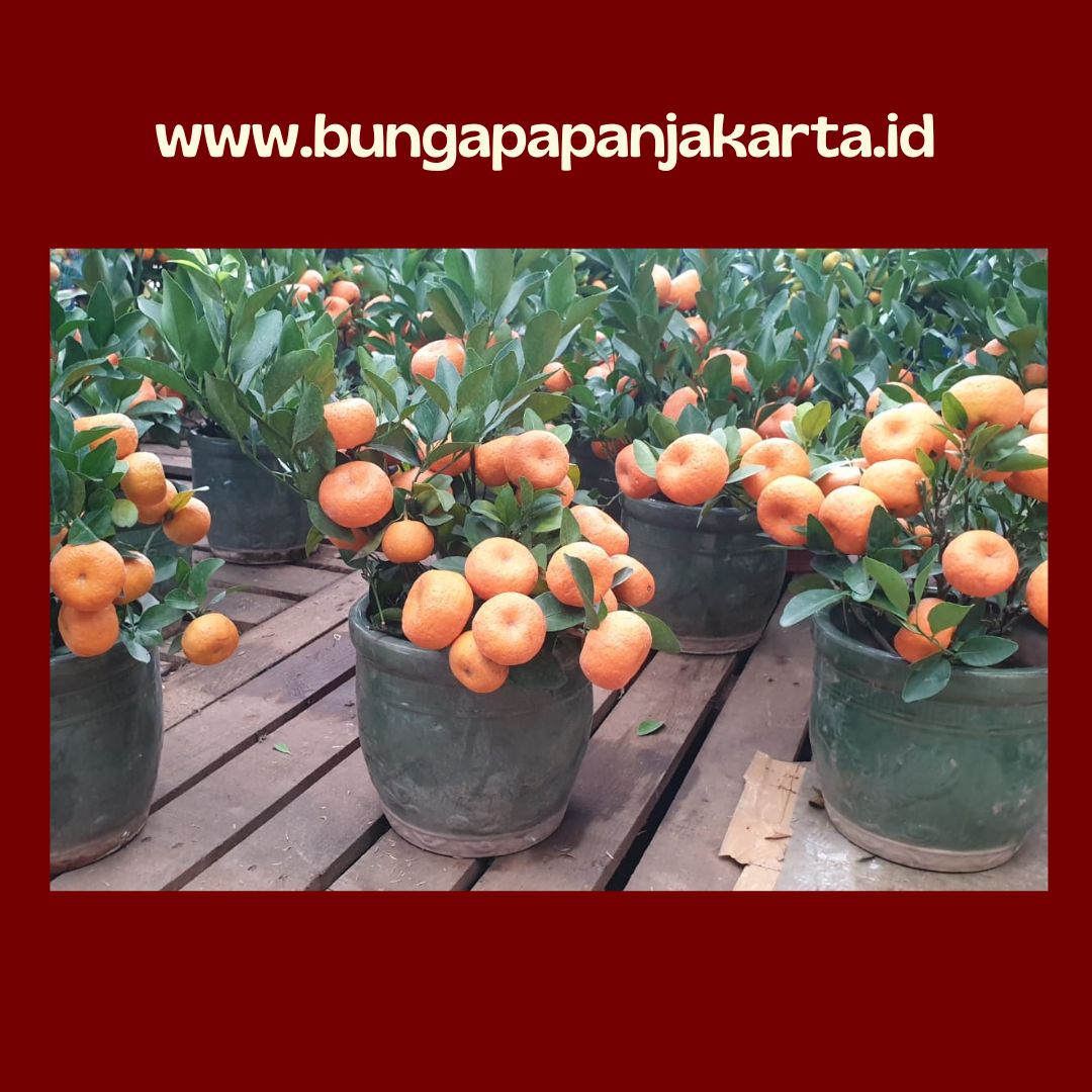 Pohon Jeruk Imlek Kip