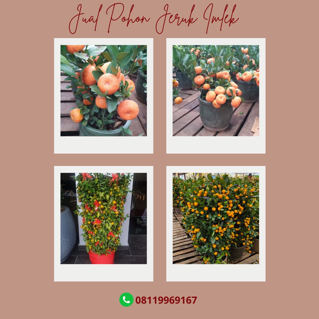 Pohon Jeruk Imlek Meja