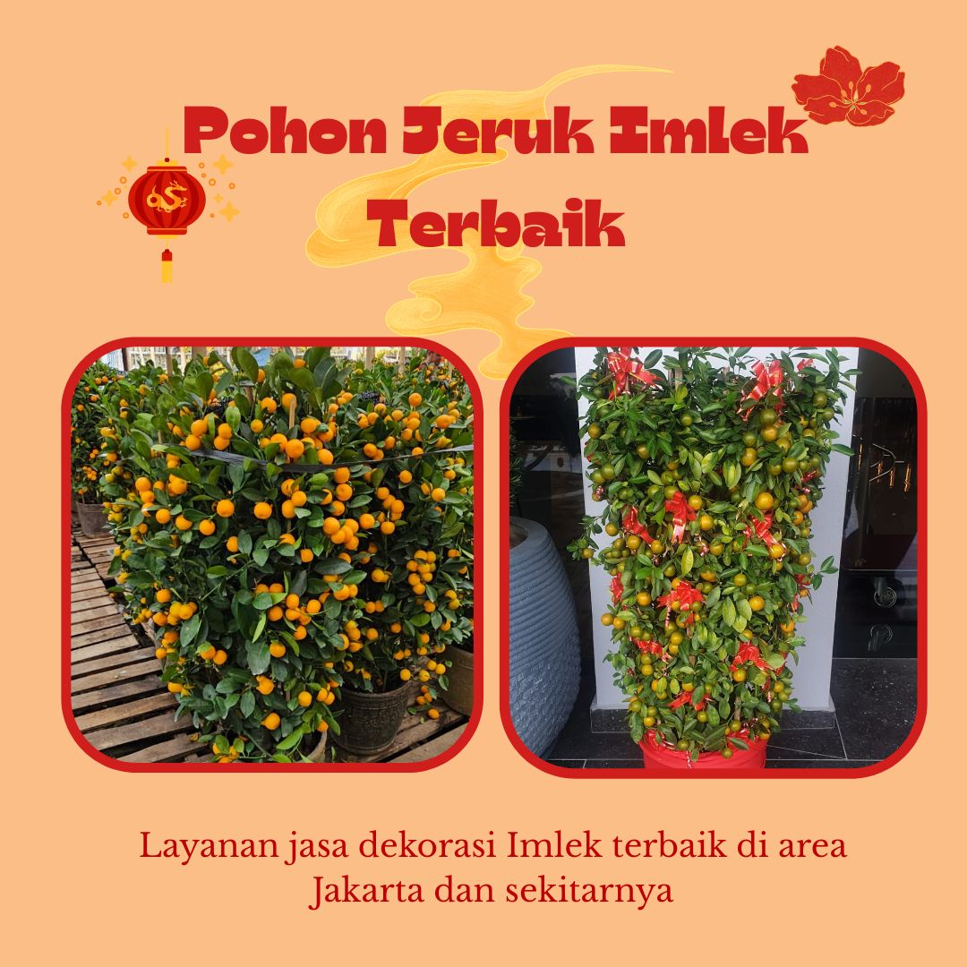 Pohon Jeruk Imlek Terbaik