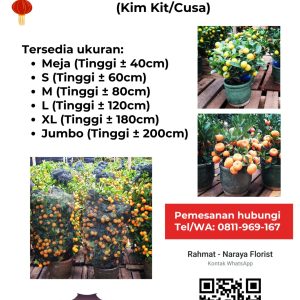 Pohon Jeruk Imlek Import